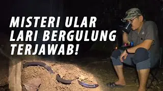 MISTERI ULAR LARI BERGULUNG AKHIRNYA TERJAWAB!, WEIRD SNAKE ROLLING, ULAR TERKECIL Dwarf Reed Snake