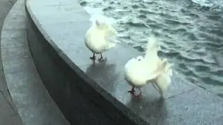 Вальс голубей