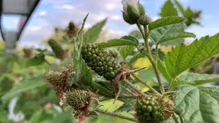 Садовый дневник VII. ЦВЕТЕНИЕ ЕЖЕВИКИ! КТО САМЫЙ РАННИЙ?