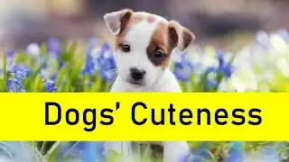Cute Dogs - New Born Dogs - Dogs Cuteness | Cutest Dog Breeds as Puppies