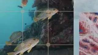 Underwater Photo clinic with Mathieu Meur