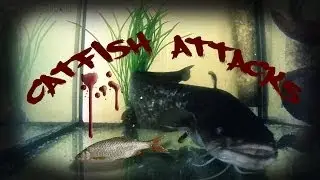 Catfish attacks Silurus Glanis