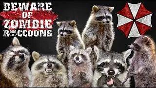 Zombie Raccoons Terrorize Atlanta Suburbs
