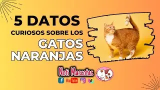 5 datos curiosos sobre los gatos naranjas #gatosnaranjas #gatos #amolosgatos #curiosidades