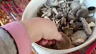 конец видео о грибалке))))