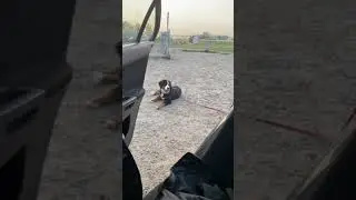 Bernese Mountain Dog Does Not Want To Leave The Dog Park