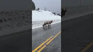 Sneaking up on large Big Horn Sheep with EV. Tesla Model S. 