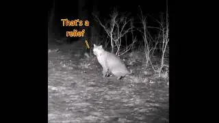 HUGE Bobcat Goes PEE Fox Checks it OUT