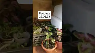 Моя рассада на балконе - первое размещение более крепких и большеньких сеянцев 