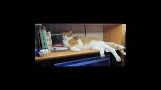 Самый  кайфовый  кот в мире!  Кот Рамзес. Cat from Cairo