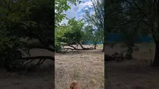 Полтавщина, ребенок и природа, лето в украинском селе, 22.07.24