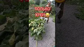 Хрен до колен👍#башкортостан #урожай