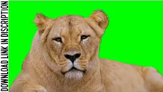 LION Green Screen Animation | @rk.videogreenscreen
