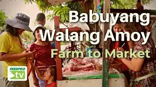 Babuyang Walang Amoy Farm To Market