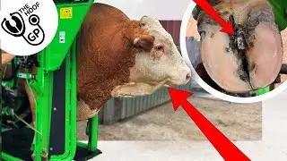 an absolutely ENORMOUS BULL & a VERY STUCK stone!!!