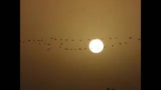 How to take a video of a flock of birds flying through the sun before sunset؟