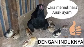 How to raise chicks with their mother