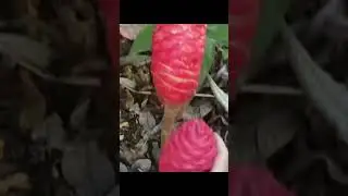 Wtf is this? 💀