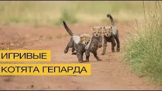 Игривые котята гепарда