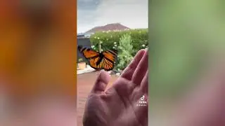 Mesmerising footage shows the incredible metamorphosis of monarch butterflies