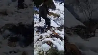 KARDA DOGUM YAPAN AYİ