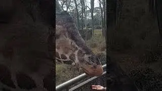 Dining with the Giraffe #giraffe #giraffelove #everytime