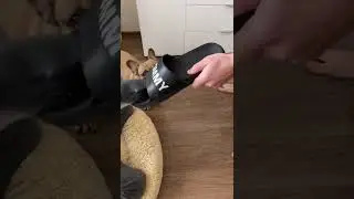 Умная собака