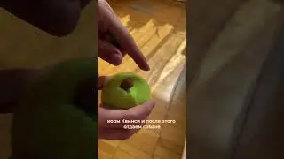 Развивающая игра для собаки своими руками