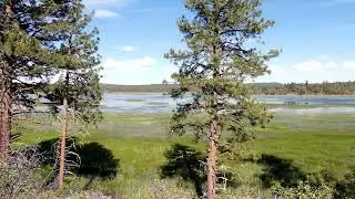 Cacophony On Bear Valley