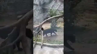 Final Congreso Lima #foryou #reel #viral #Peru #zoo #zoologico #lima #leon #llama #alpaca #leyenda