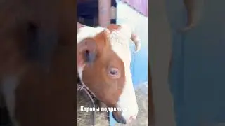 Коровы подрались 