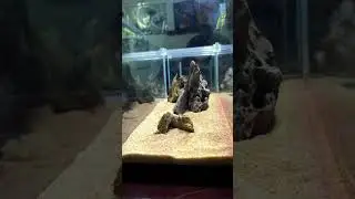 A quick tank setup. 