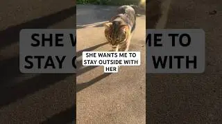 CAT WANTS ME TO STAY OUTSIDE WITH HER #shortvideo #youtubeshorts #tabbycat #catlife #catlover #cat