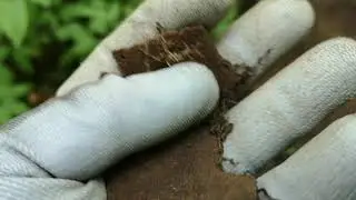 Лес под Ригой. Коп по войне. Тема железная.