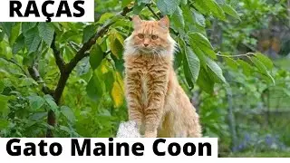 Conheça melhor a raça dos gatos Maine Coon 😺🤗😍😽😺
