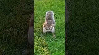 Squirrel Says I Like Peanut Peanut Is Good #squirrel #cute #adorable #peanut #backyard #critter
