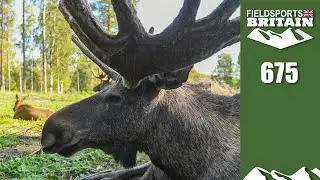 Fieldsports Britain – magnificent moose