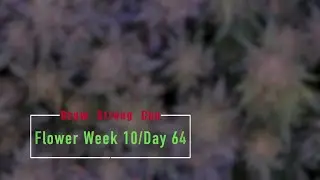 Grow StrongCup: Flower Day 64