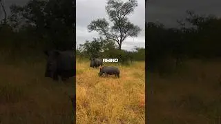 I FOUND A RHINO 😱🦏