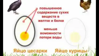Яйцо Цесарки