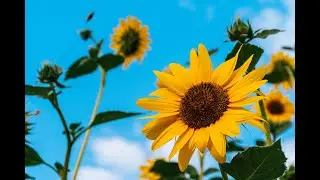 Yellow by Coldplay (A Little Sound Remix)