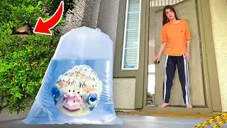 دوست پسر سابق روانیم یه ماهی طلسم شده واسم فرستاد 😨