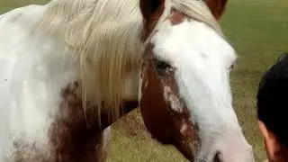 Friendly horse came over to say hello
