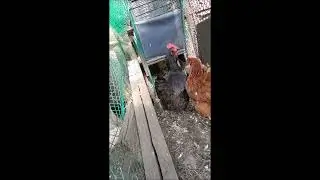 Гусыней 21 год