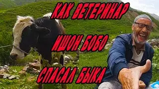 How Veterinarian Ishon Bobo Saved a Bull from Theileriosis. Shepherd Life. Do They Vaccinate Dogs...