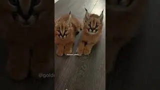 Чирикают как птички 