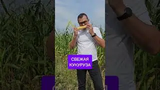 Вкушаю свежую кукурузу 🌽