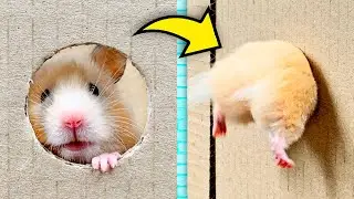 Reducing Hole for the Hamster. When will he stop?