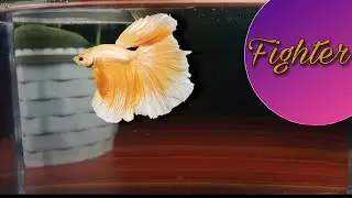 my new aquarium for betta🐠