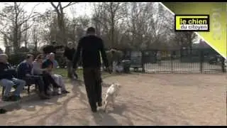 Comment apprendre la marche en laisse ? (partie 2)